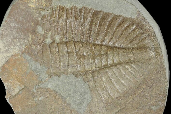 Partial Ogyginus Cordensis - Classic British Trilobite #103098